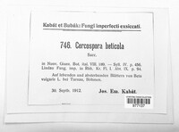 Cercospora beticola image